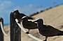 Bird watching, a protected bird sanctuary